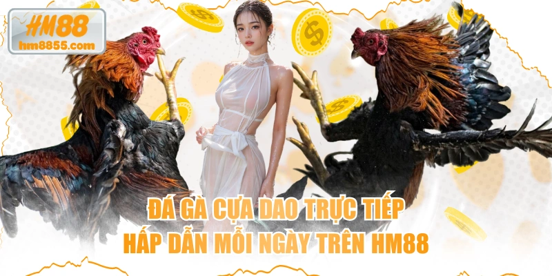 Đá Gà Cựa Dao Trực Tiếp Hấp Dẫn Mỗi Ngày Trên HM88