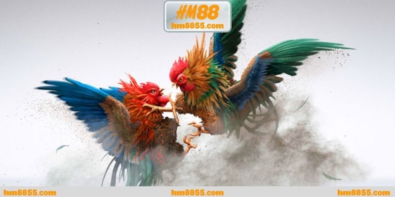 Đá gà thomo trực tiếp hôm nay mang lại giá trị gì cho hội viên