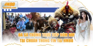  Đá Gà Thomo Trực Tiếp Hôm Nay Tại Chuẩn Thông Tin Tại HM88