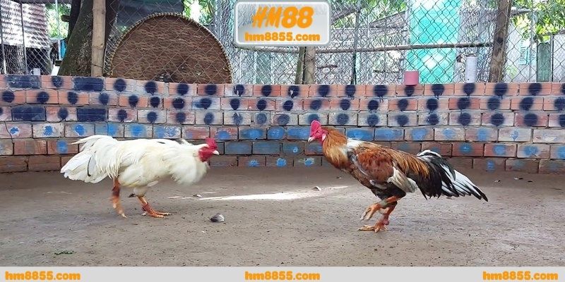 Đánh giá tổng quan về đá gà cựa dao trực tiếp