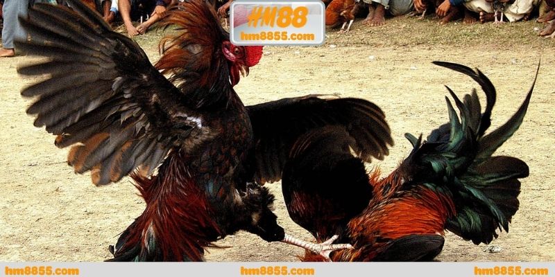 Đánh giá tổng thể về đá gà online