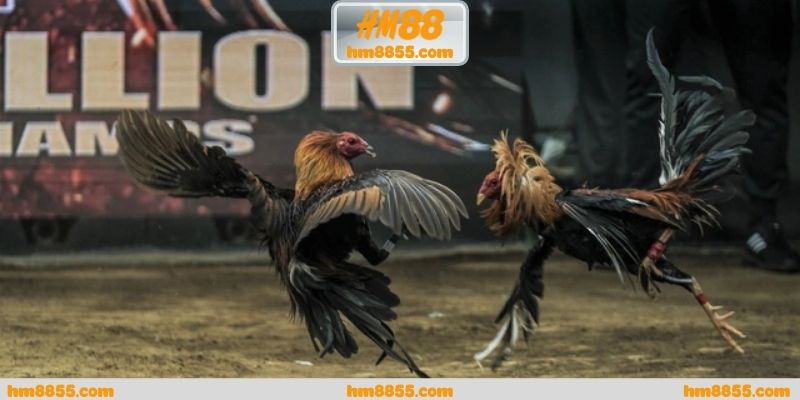 Nhu cầu tìm hiểu đá gà online tiền thật tăng cao