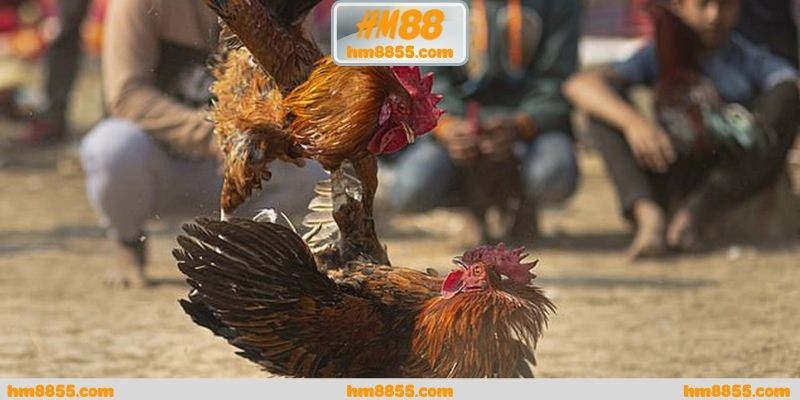 Những lưu ý khi theo dõi đá gà thomo trực tiếp hôm nay